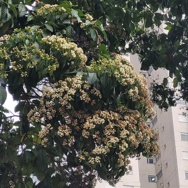 Calycophyllum spruceanum flower