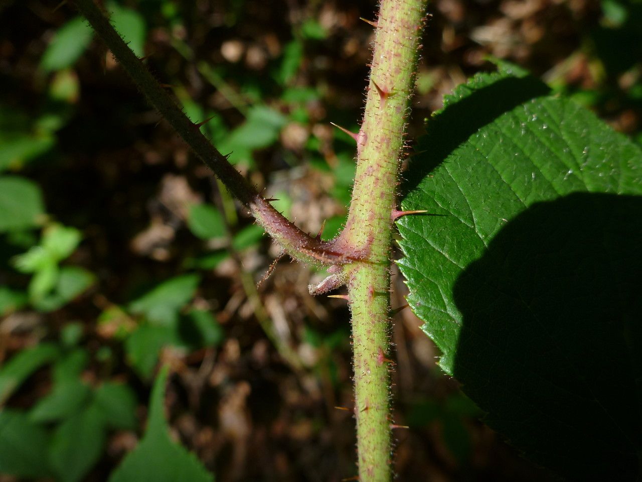 Rubus tereticaulis bark