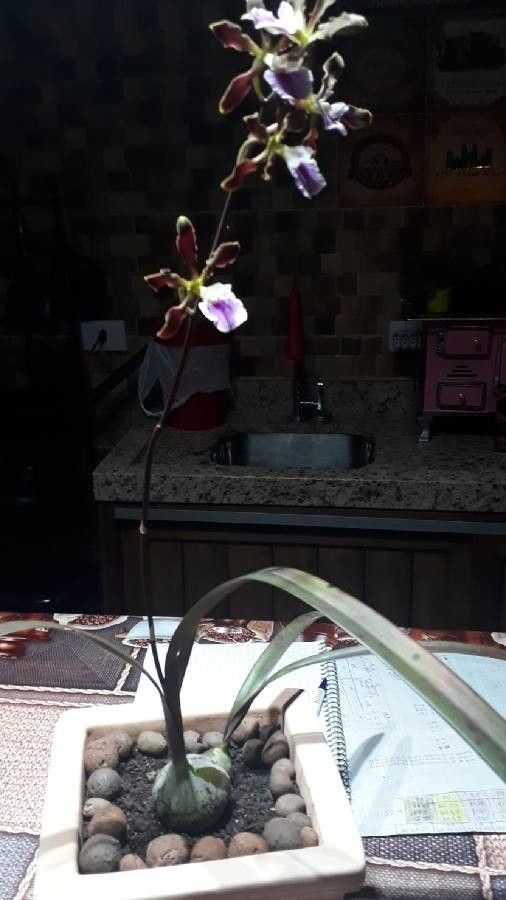 Encyclia randii — houseplant care guide