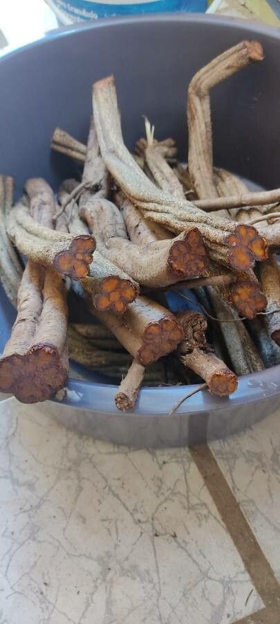 Banisteriopsis caapi bark