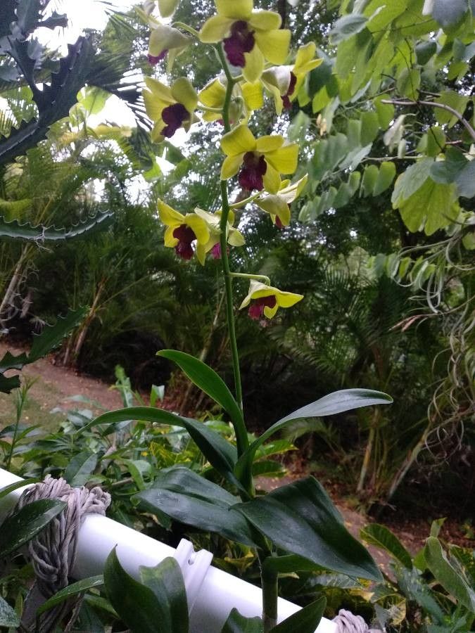 Dendrobium spp. flower