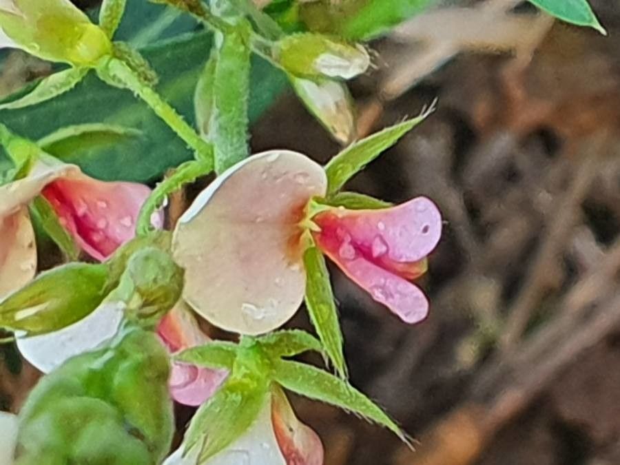 Alysicarpus glumaceus flower