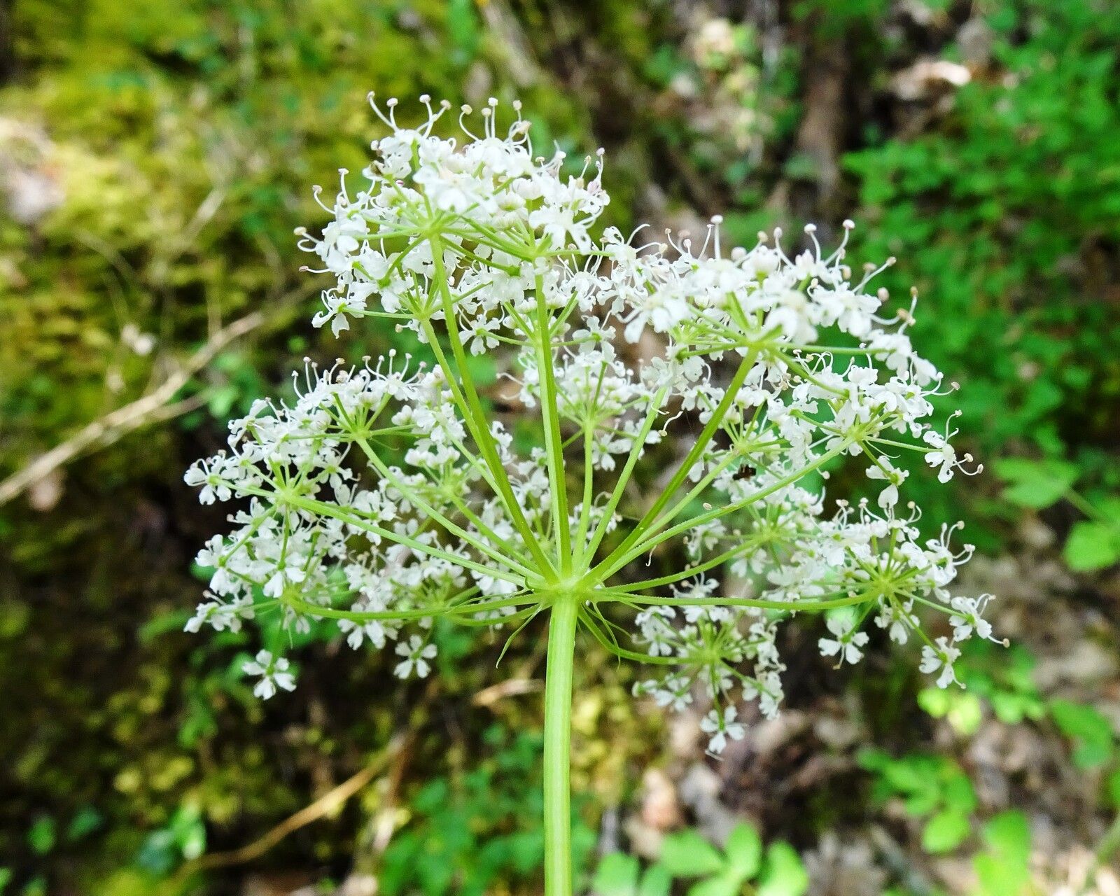 Thapsia nestleri flower