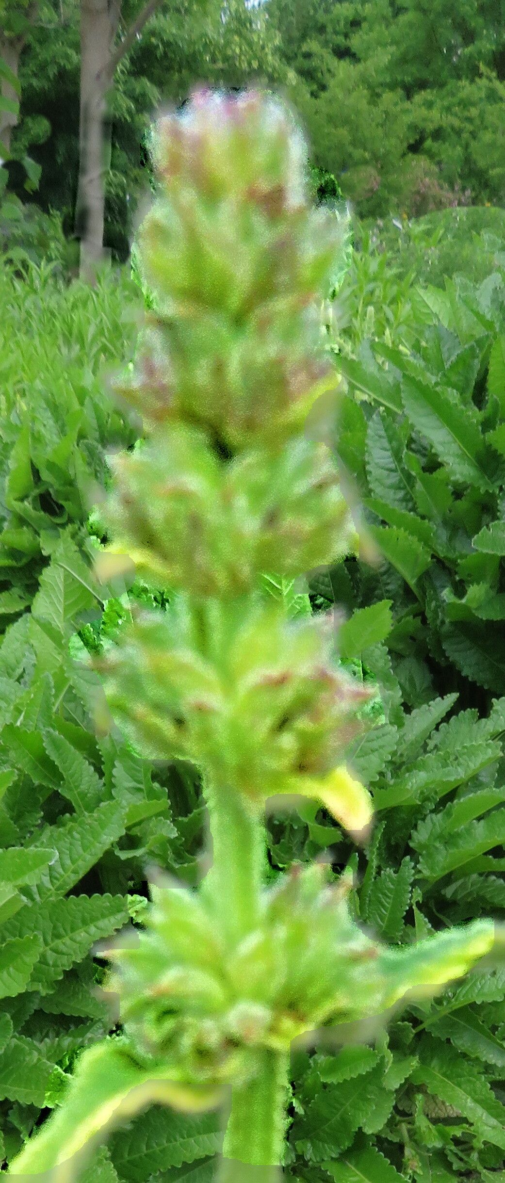 Betonica scardica flower