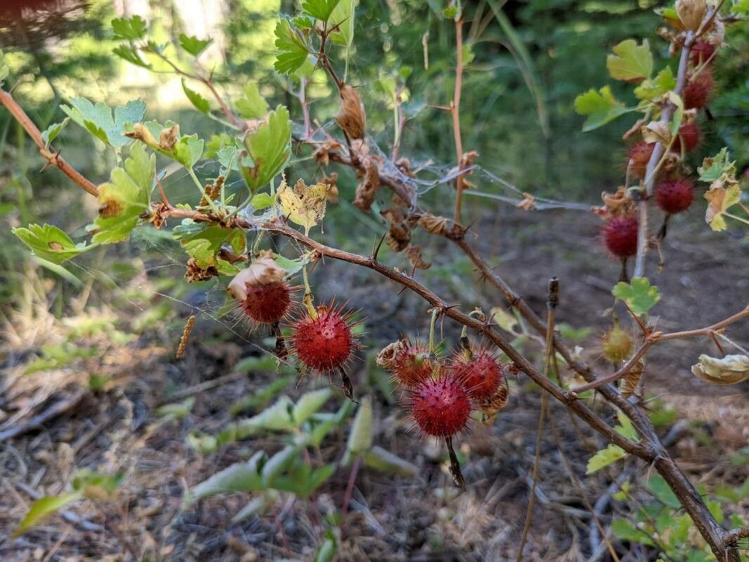 Ribes roezlii fruit