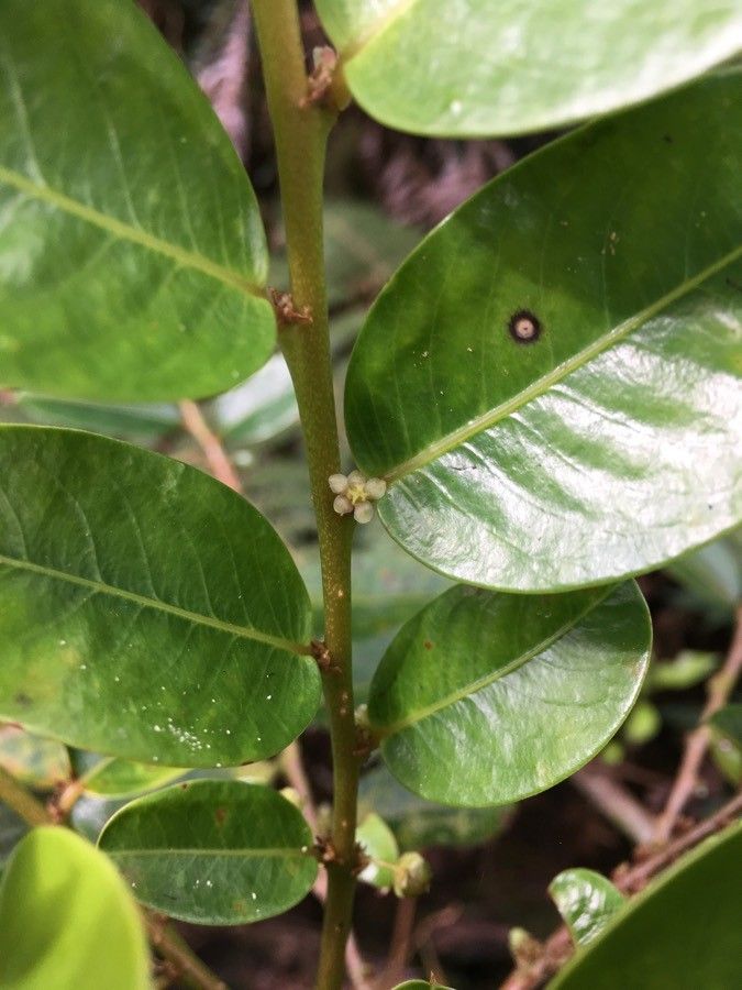 Phyllanthus phillyreifolius flower