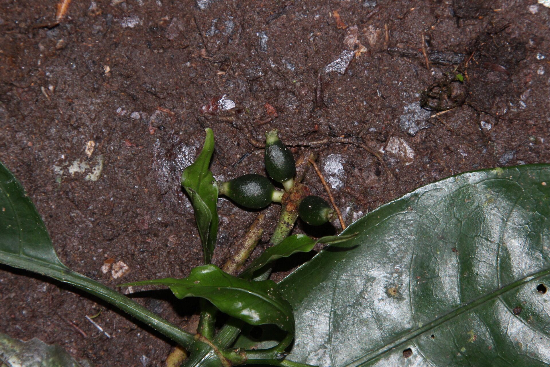 Psychotria varians fruit