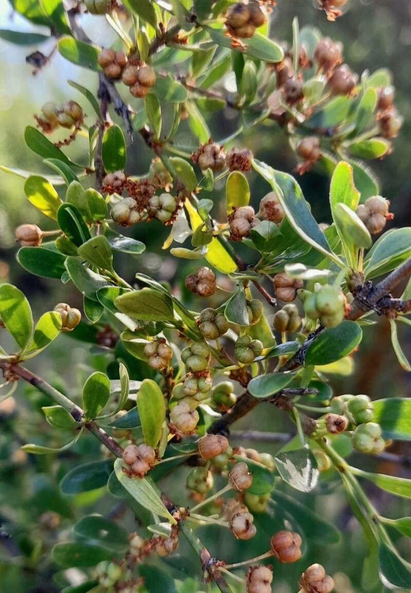 Discaria chacaye — related species from the same genus