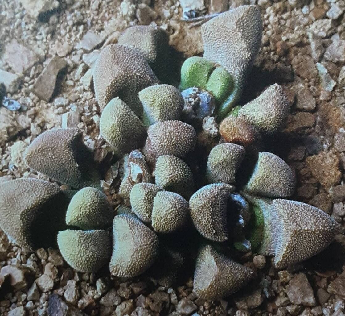 Stomatium suaveolens leaf