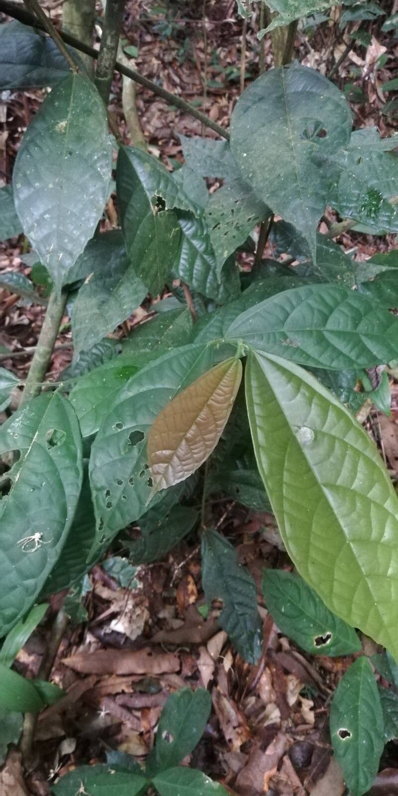 Microcos coriacea — related species from the same genus