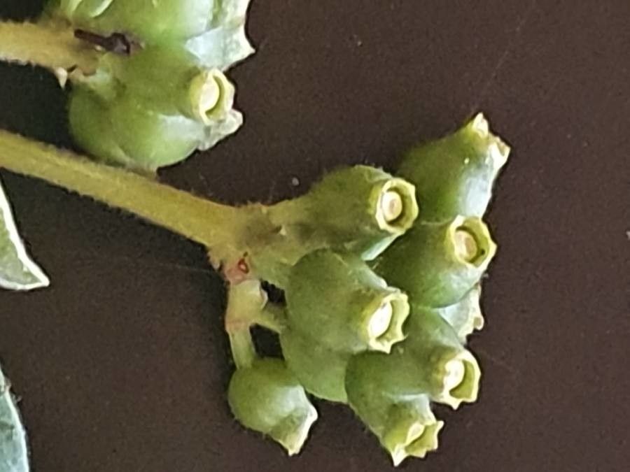 Psychotria kirkii fruit