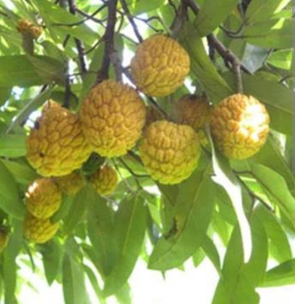 Annona dolabripetala — search result for 'Annona'