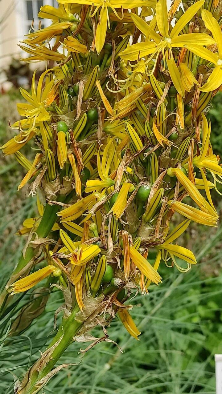 Asphodeline lutea fruit