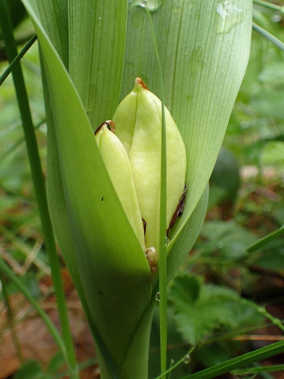 Colchicum autumnale fruit