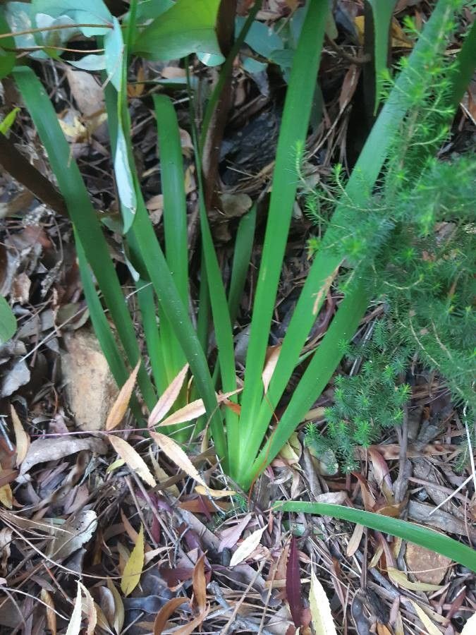 Dietes robinsoniana — houseplant care guide
