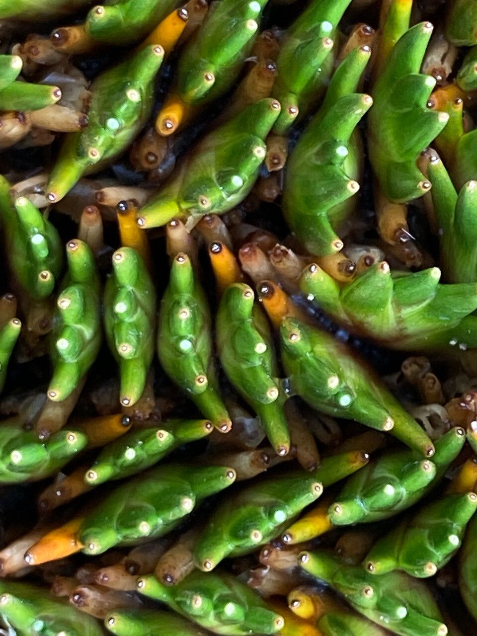 Distichia muscoides — search result for 'Juncaceae'