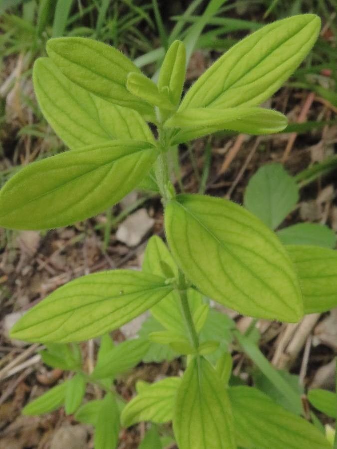 Hypericum hirsutum