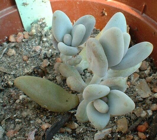 Pachyphytum werdermannii — houseplant care guide