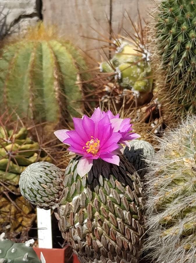 Pelecyphora strobiliformis — houseplant care guide