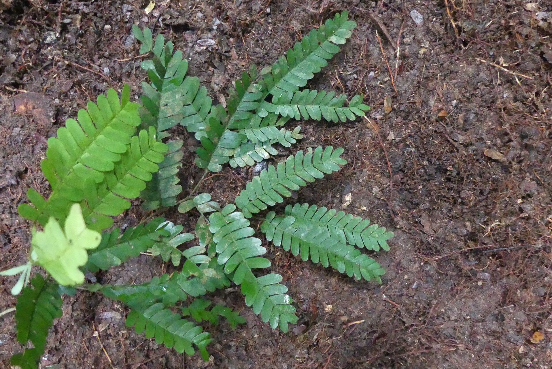 Cynometra hankei — houseplant care guide