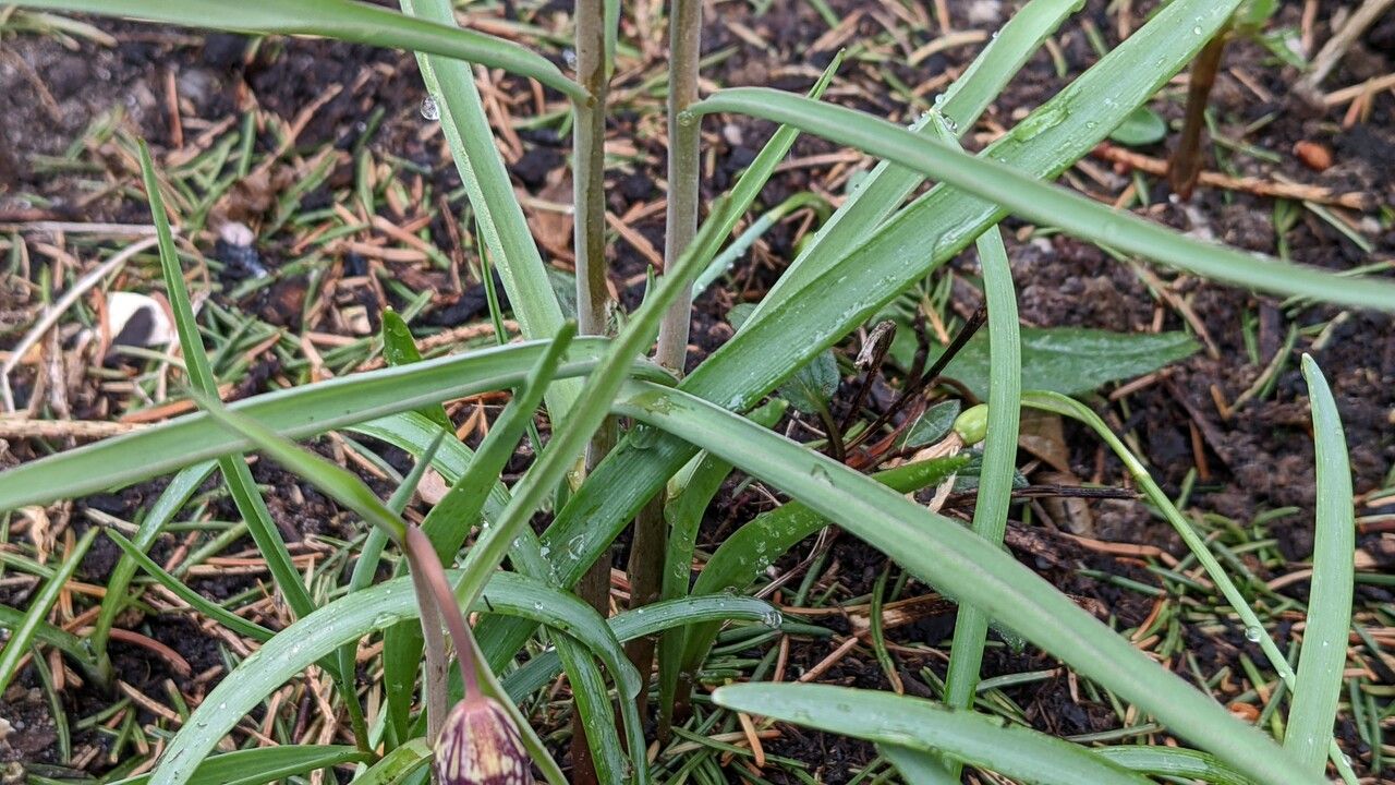 Fritillaria meleagris leaf