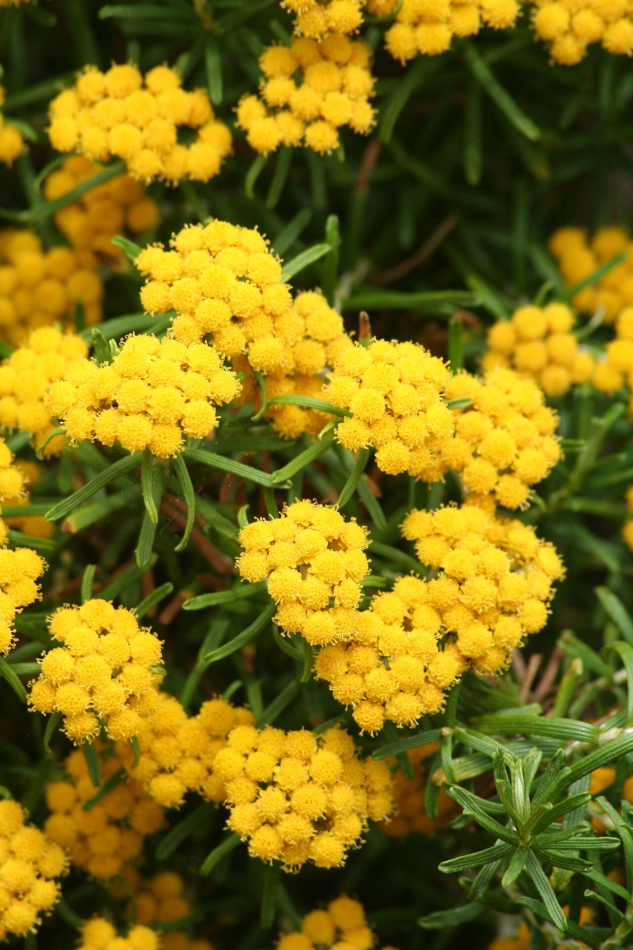 Helichrysum trilineatum — houseplant care guide