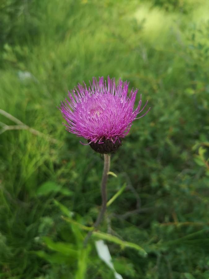 Cirsium heterophyllum flower
