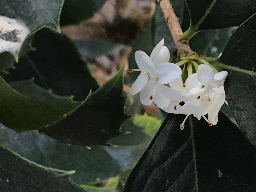 Osmanthus armatus flower