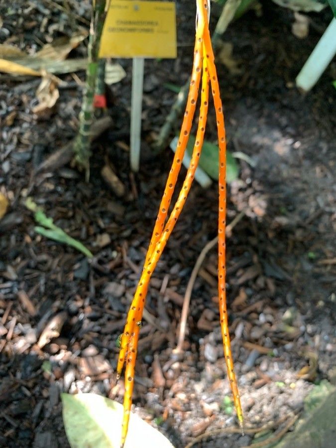 Chamaedorea tepejilote flower