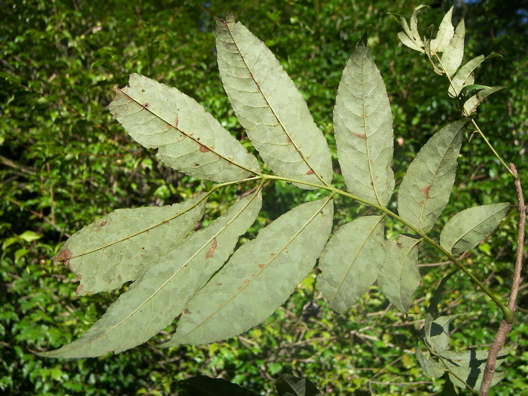 Meliosma alba leaf