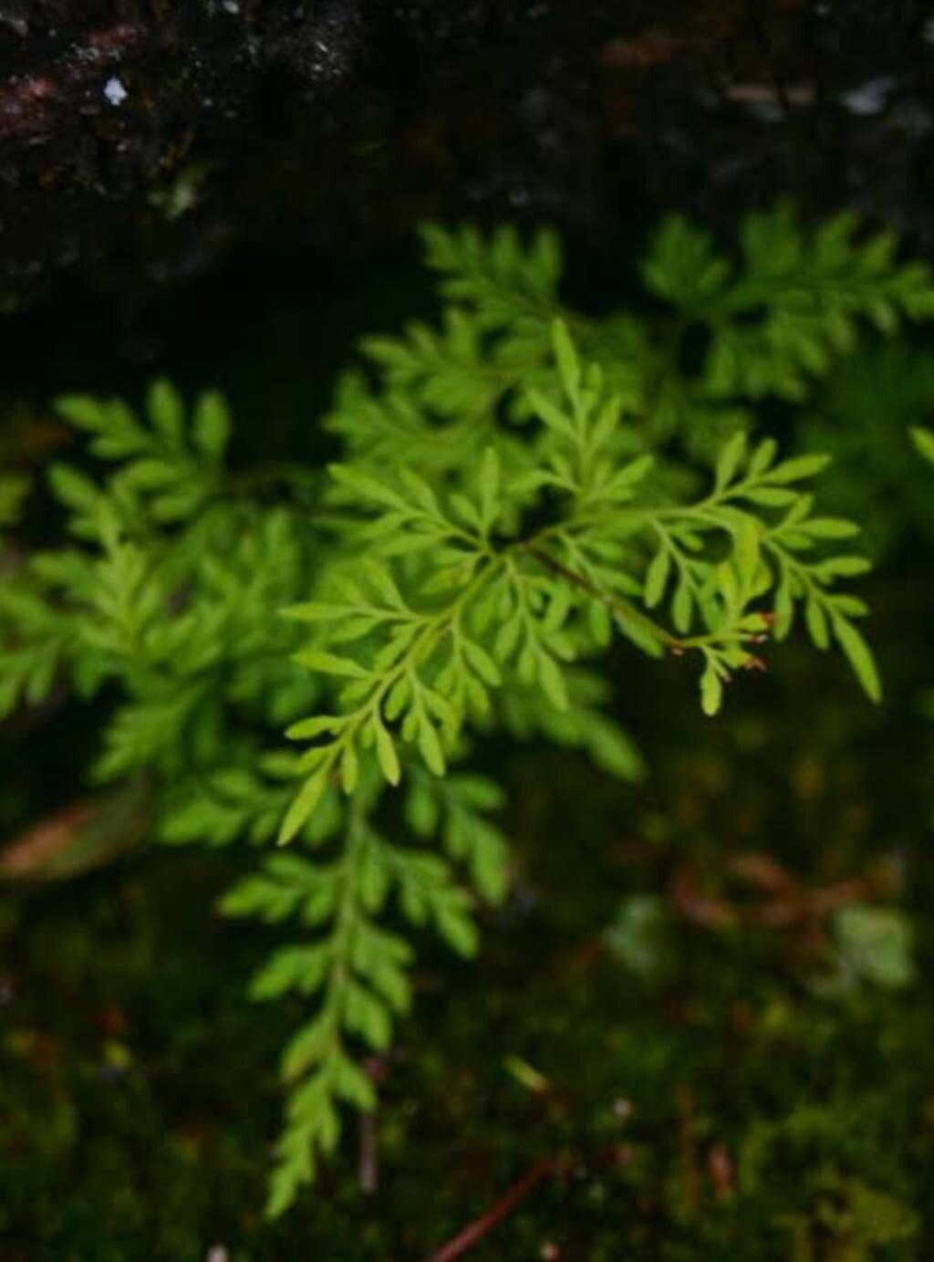 Hemionitis germanotta leaf