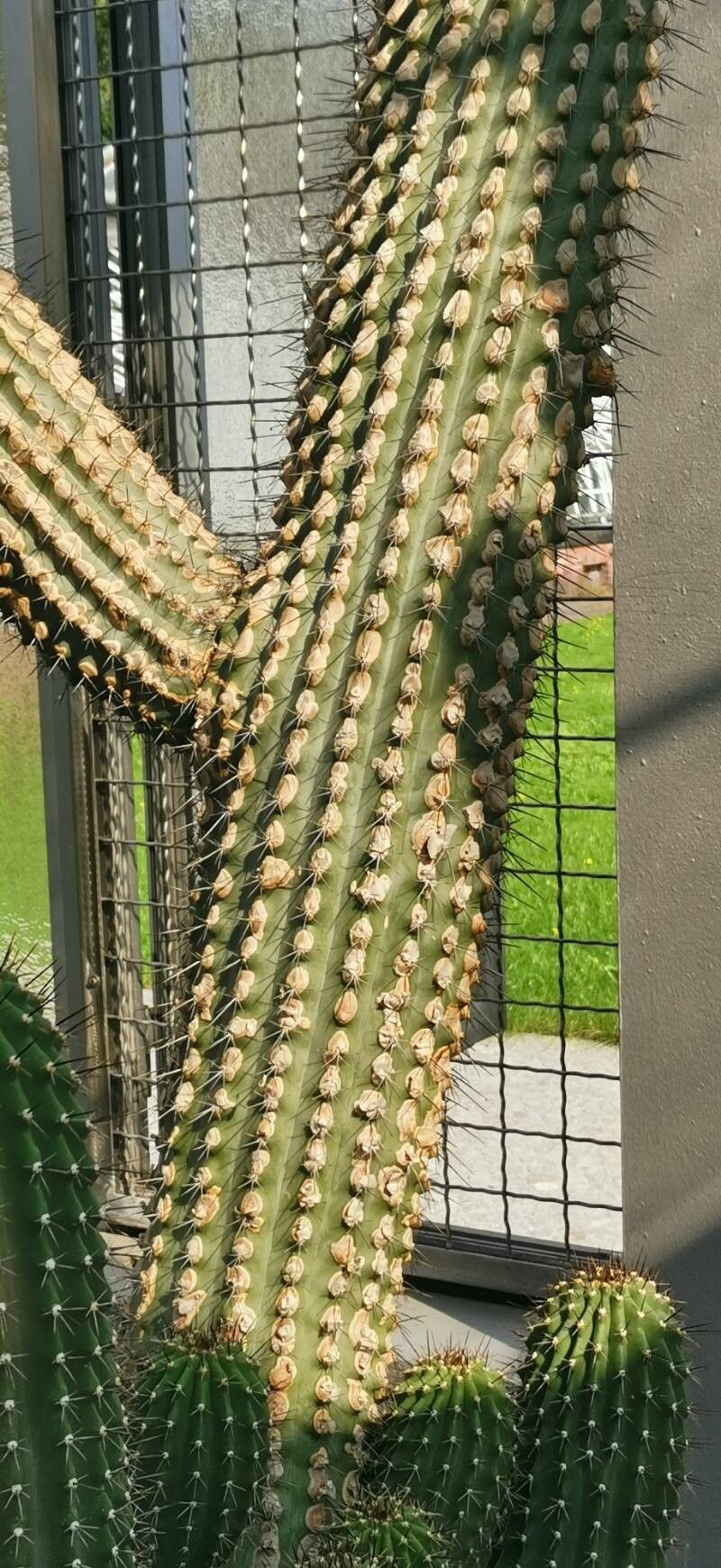 Cephalocereus scoparius habit