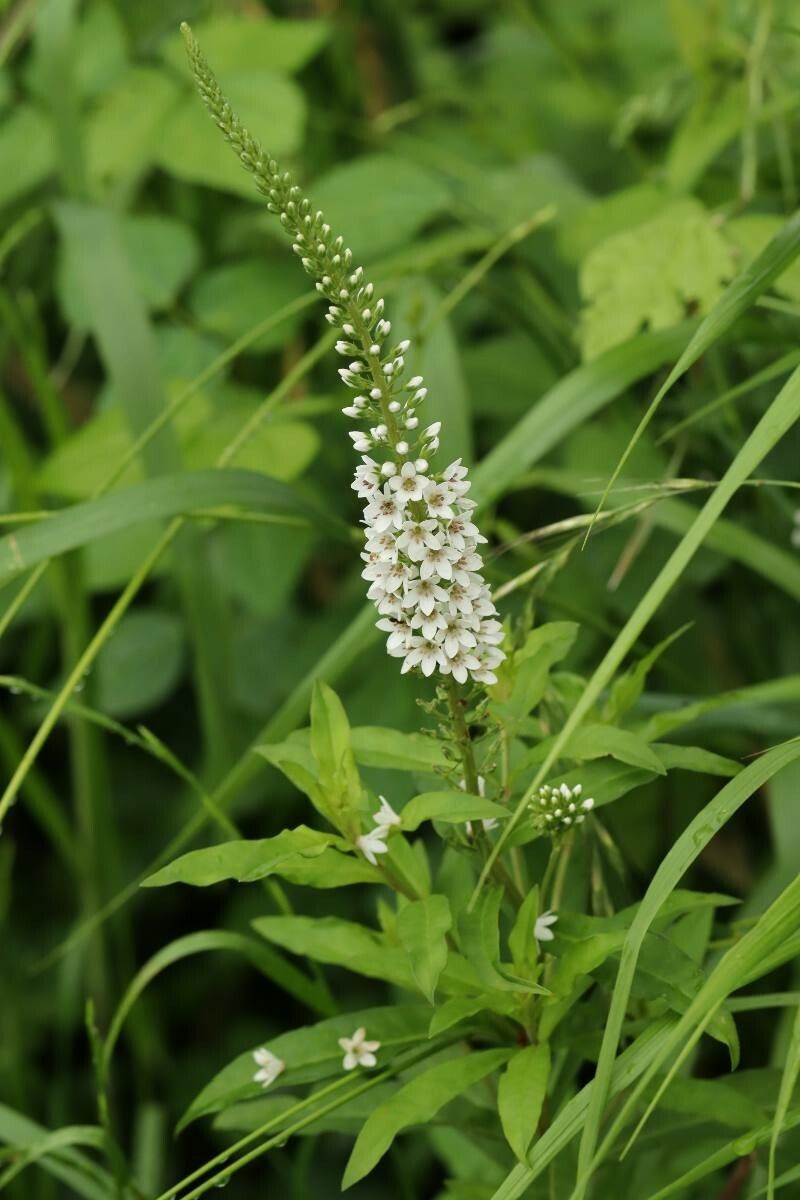 Lysimachia × pilophora — search result for 'Lysimachia'