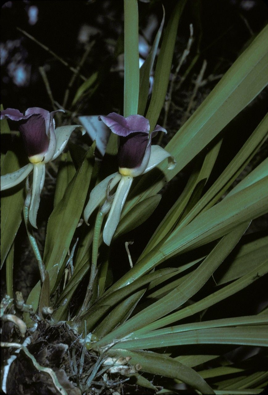 Warczewiczella discolor habit