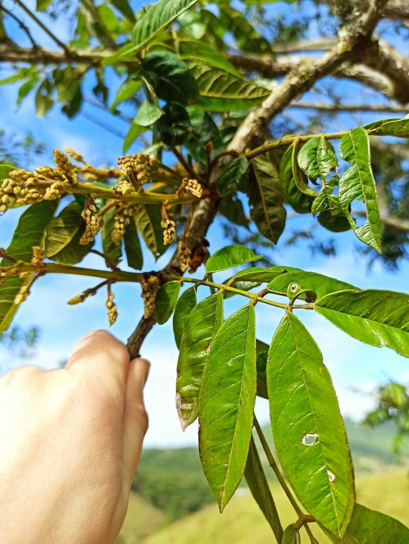 Cabralea canjerana habit