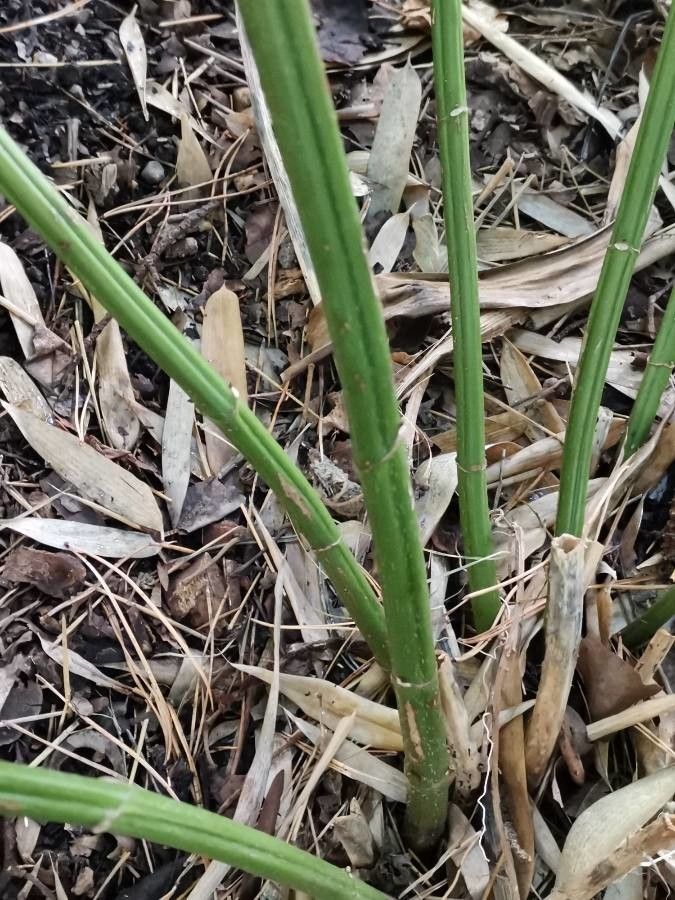 Boehmeria sieboldiana bark