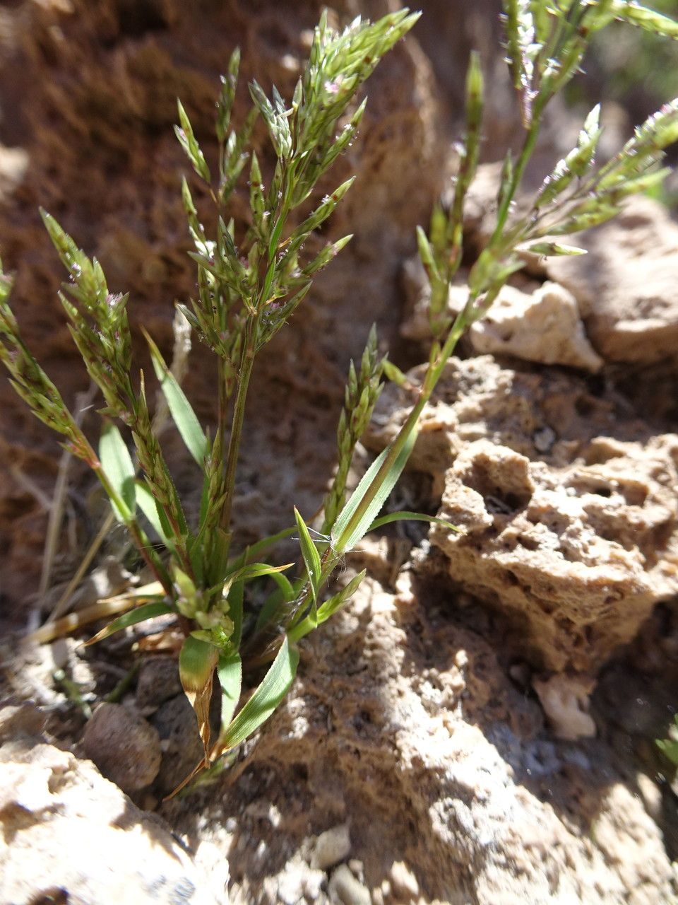 Eragrostis nigricans habit