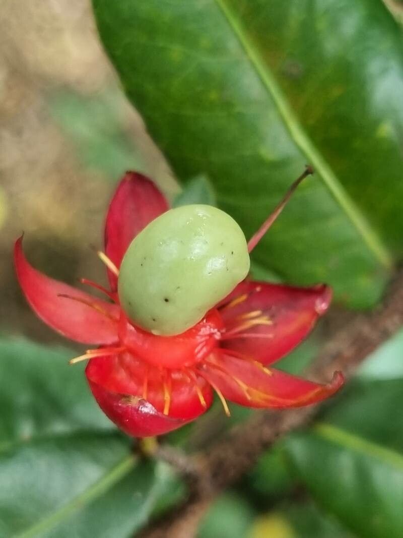 Ochna multiflora flower