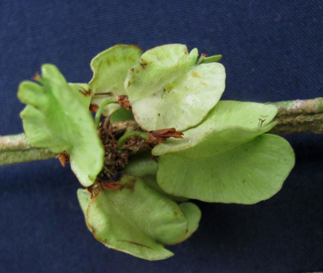 Paullinia mallophylla other