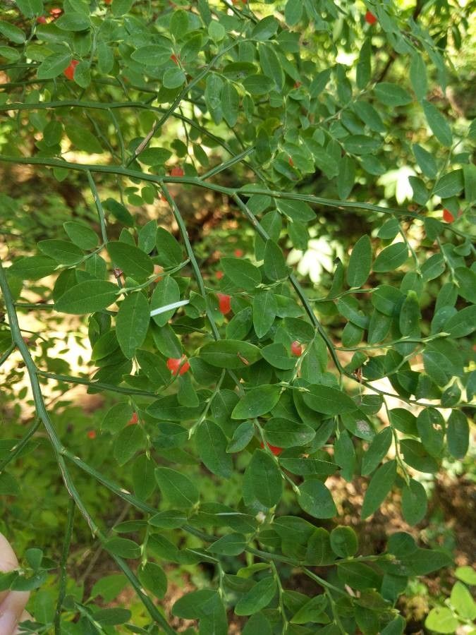 Vaccinium parvifolium fruit