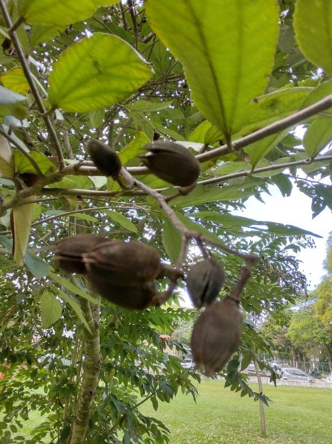 Luehea divaricata fruit