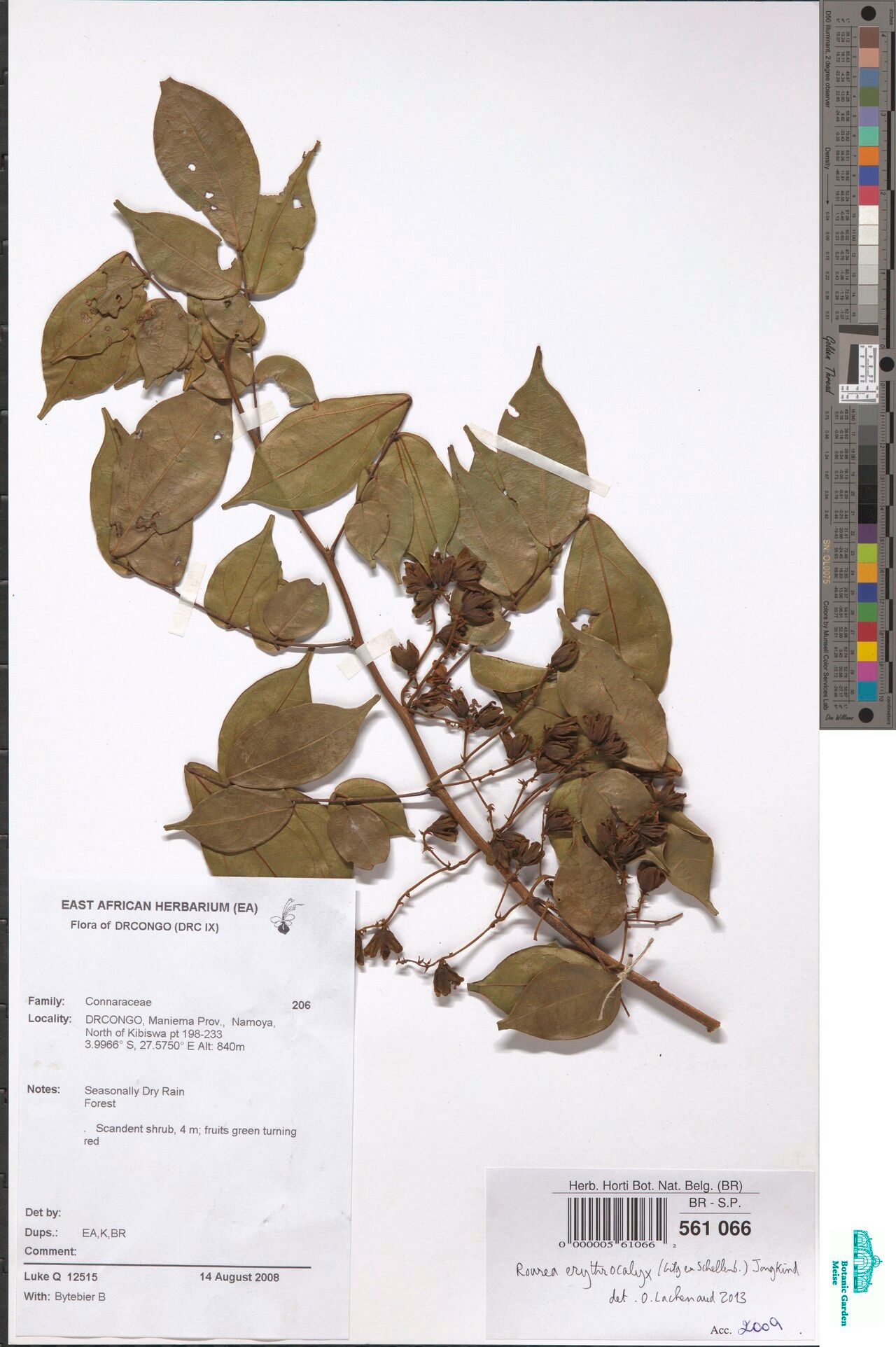 Rourea erythrocalyx — houseplant care guide