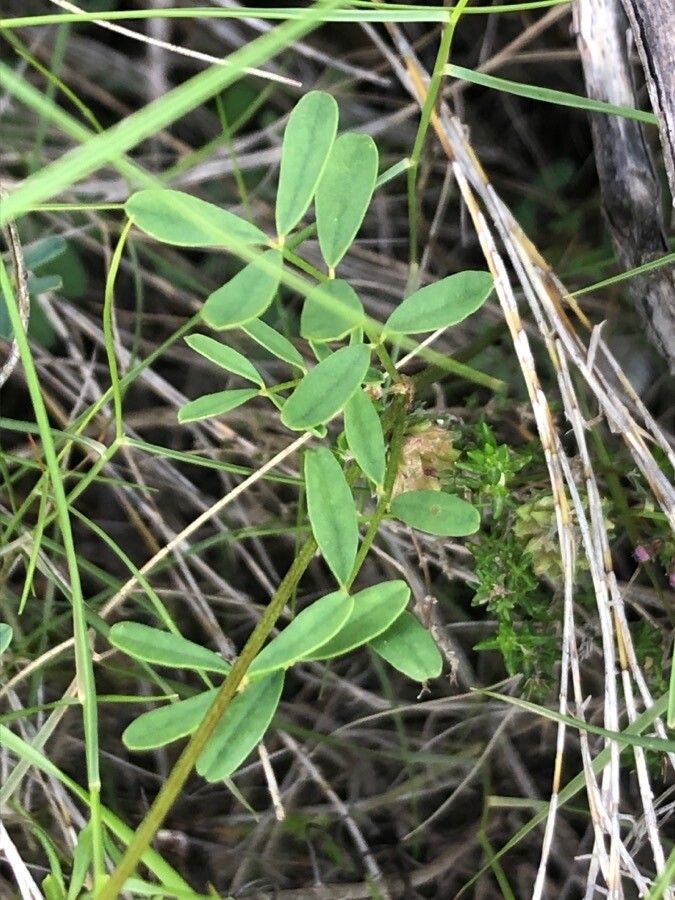Hippocrepis scabra — search result for 'Hippocrepis'