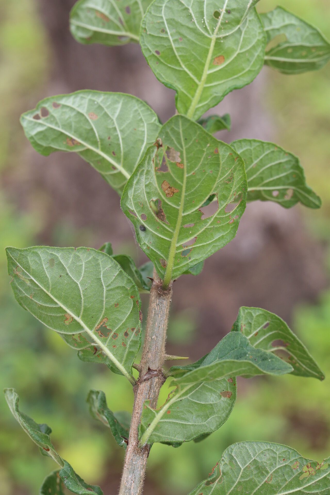 Catunaregam taylorii — related species from the same genus