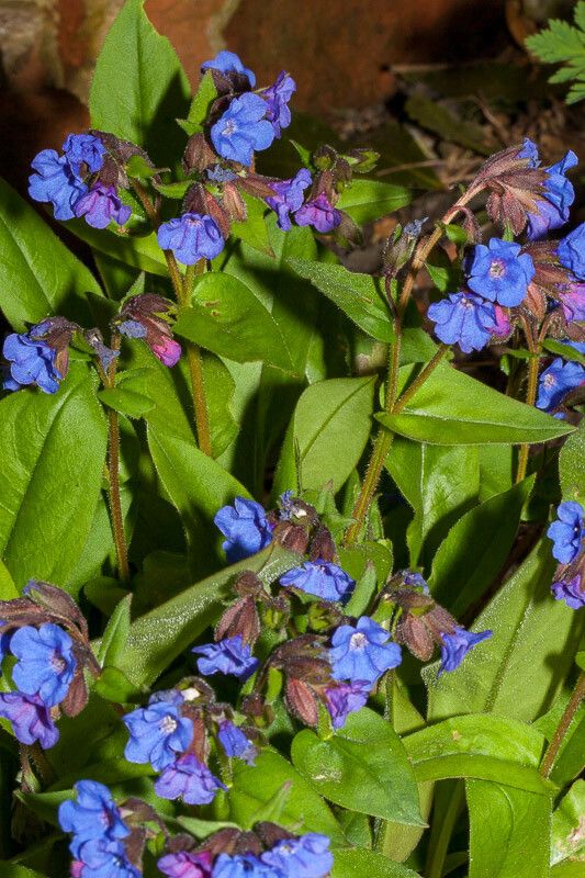 Pulmonaria angustifolia — related species from the same genus