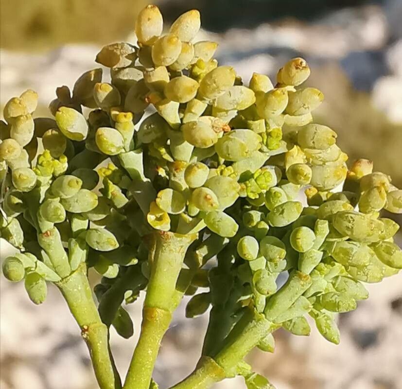 Arceuthobium oxycedri flower