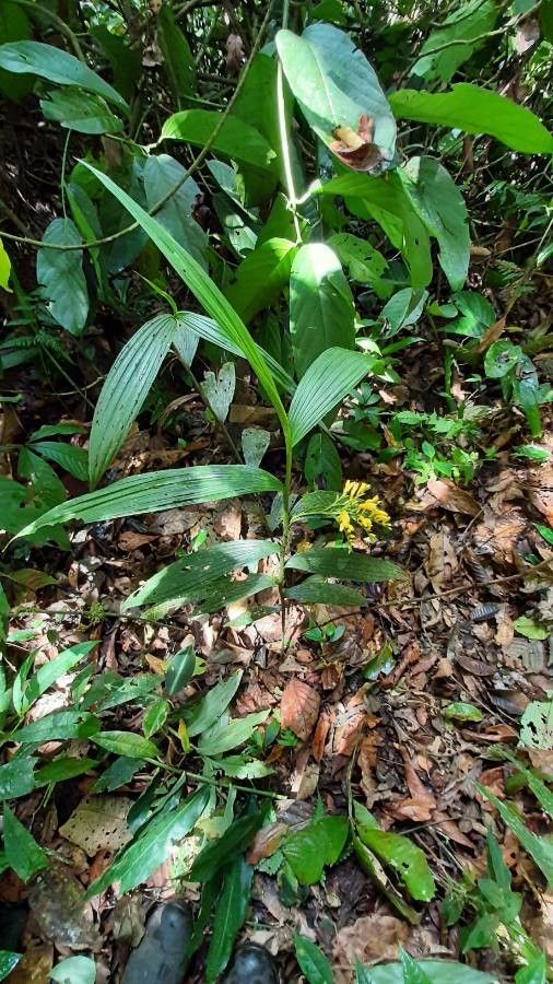 Corymborkis flava leaf
