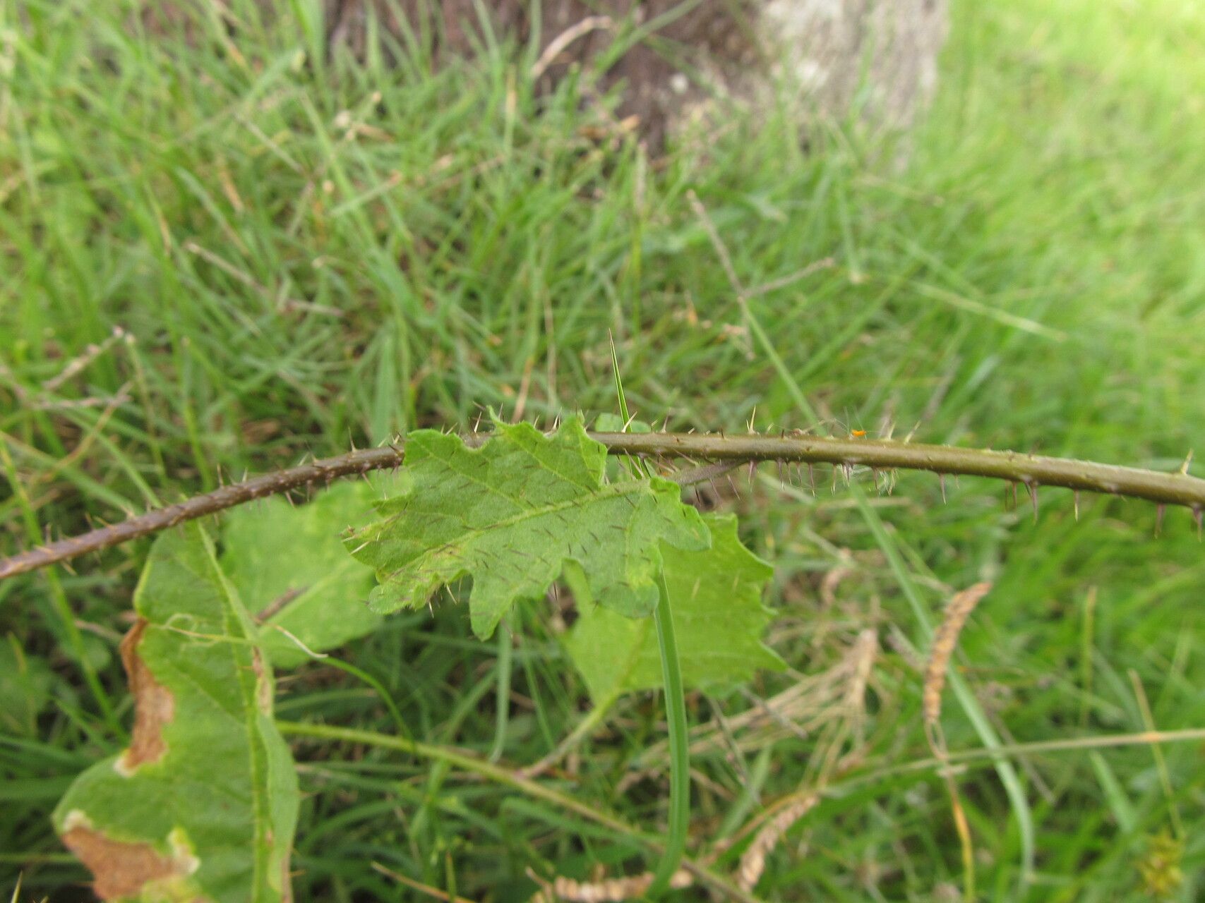 Solanum reineckii — houseplant care guide