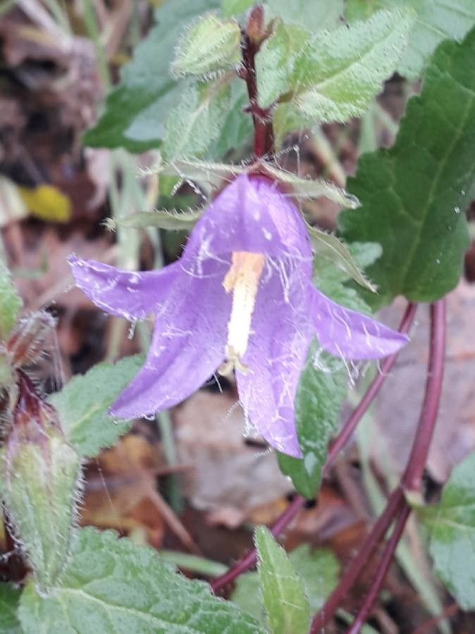 Campanula trachelium flower