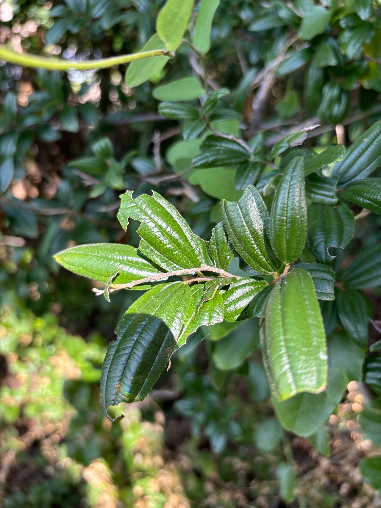 Ziziphus pubescens — search result for 'Ziziphus'